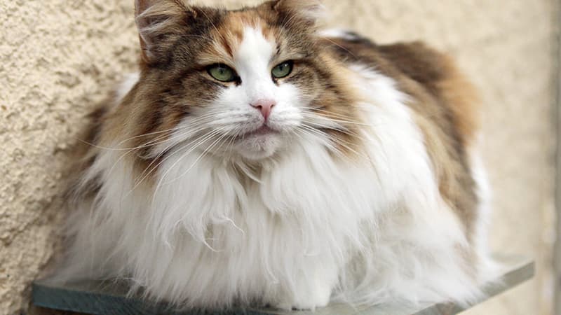 Saffran, chatte Norvégienne, qui a remporté le Trophée des reproducteurs du Loof.