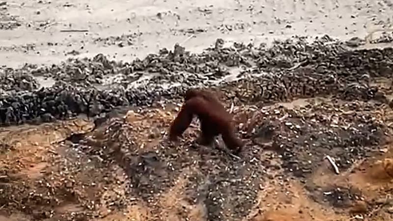 Un orang-outan en danger critique d'extinction marchant dans une mine de charbon à Bornéo, en Indonésie, le 27 janvier 2025.