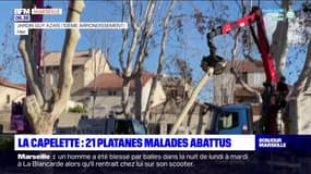 Marseille: 21 platanes malades de La Capelette contraints d'être abattus