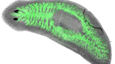 Le planaire Dugesia japonica infecté par des bactéries Legionella pneumophila rendues fluorescentes (en vert, dans les intestins de l'animal).