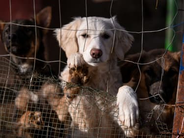 Des chiens recueillis dans un chenil au Kosovo, le 12 novembre 2021.