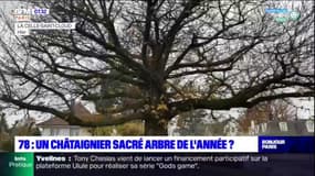 Yvelines: un châtaignier, sacré arbre de l'année?