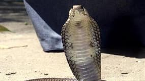 Un cobra égyptien (Photo d'illustration)