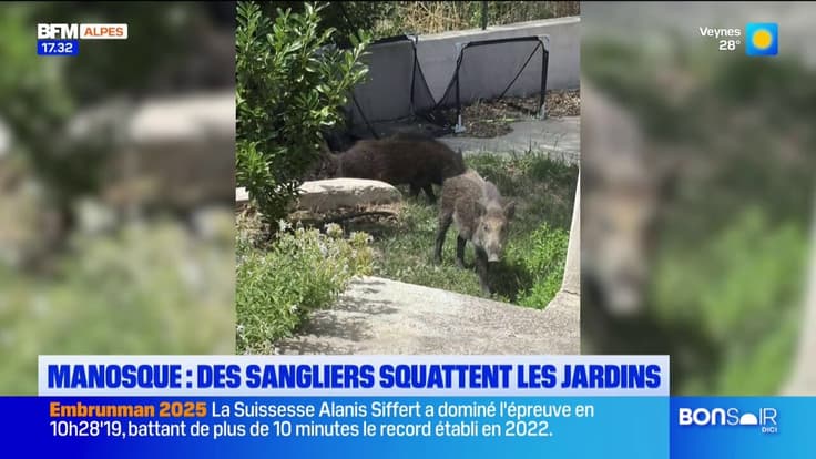 Manosque : des sangliers dans les jardins des habitants