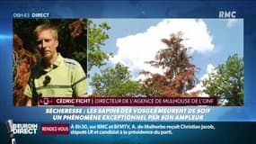 “Une situation inédite”, les sapins des Vosges victimes de la sécheresse 