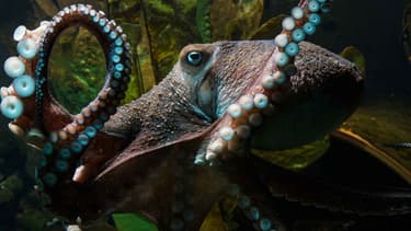 Inky était devenu la mascotte de l'Aquarium national de Nouvelle-Zélande, avant de s'évader il y a quelques semaines.