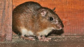Un rat peut causer de sérieux dégâts dans les systèmes électriques.