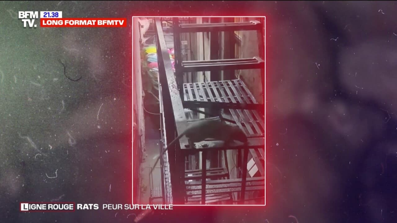 Plankie Rouge Rats LIGNE ROUGE -