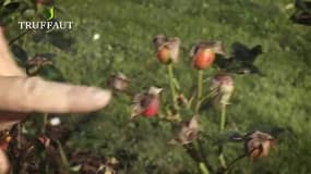 Comment entretenir ses rosiers en automne ?