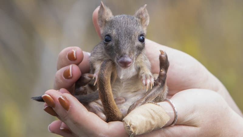 La bettongie à queue touffue, un rare marsupial ressemblant à un mini kangourou, fait son retour en Australie