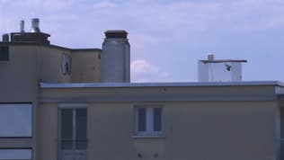 L'installation d'un piège à pigeons sur un immeuble fait polémique à Caluire-et-Cuire.