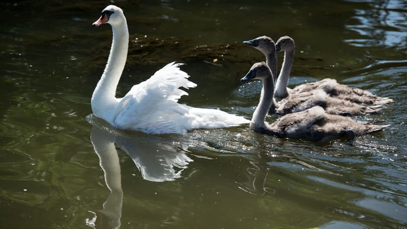 Un cygne. (Photo d'illustration)