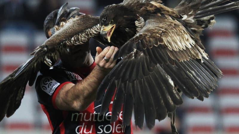 L'Aigle du Gym va reprendre son envol