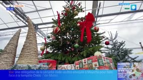 Var: comment bien choisir son sapin de Noël?