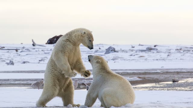Des ours polaires en train de jouer en pleine nature en septembre 2015. (Photo d'illustration)