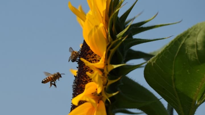 Depuis plusieurs années, les apiculteurs français subissent des pertes moyennes de 30% de leurs cheptels en hiver, selon l'Union nationale de l'apiculture française.
