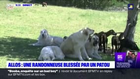 Allos: une randonneuse blessée par un Patou