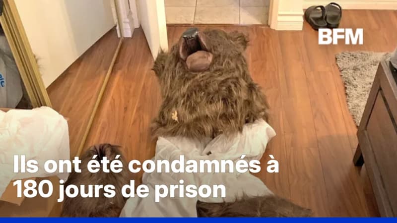 Trois américains condamnés pour fraude à l'assurance après avoir dégradé leur voiture déguisés en ours