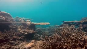 Entre 26°C et 28°C, la Méditerranée affiche une température (déjà) tropicale