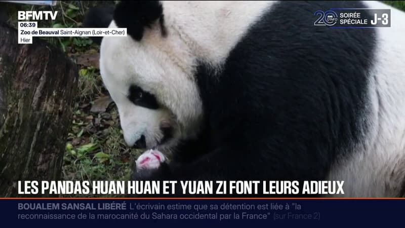 Le public fait ses adieux au célèbre couple de pandas avant leur retour en Chine