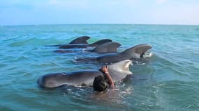 Des pêcheurs ont sauvé des baleines pilotes au Sri Lanka le 11 février 2023