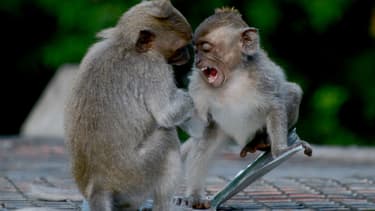 De jeunes macaques jouent dans un temple près de Gilimanuk, à Bali, en Indonésie le 12 novembre 2016.