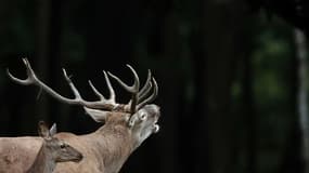 La charge du cerf a été mortelle. (photo d'illustration)