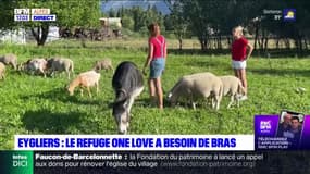 Hautes-Alpes: le refuge pour animaux One love cherche des bras à Eygliers