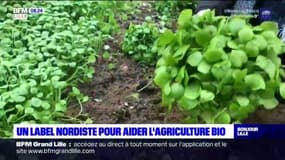 "Bio Demain": un label nordiste pour aider les agriculteurs à passer au bio 