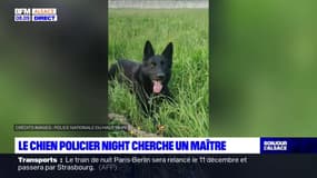 Haut-Rhin: le chien policier "Night" cherche un maître