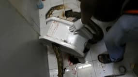 Un python de 3 mètres a mordu le pénis d'un thaïlandais assis aux toilettes. 