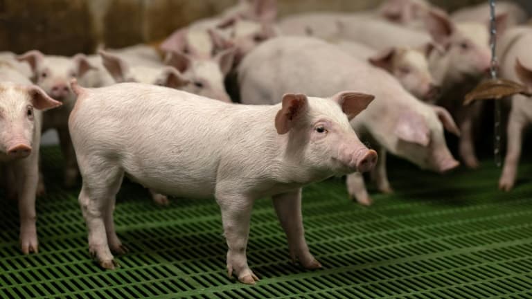 Des porcelets dans un élevage porcin à Cleden-Poher, le 21 mai 2025 dans le Finistère (photo d'illustration)