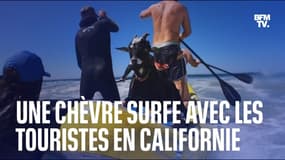 Cette chèvre surfe avec les touristes en Californie