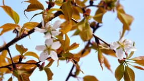Le cerisier du temple Ganjoji, au Japon, a fleuri avec six ans d'avance début avril 2014.