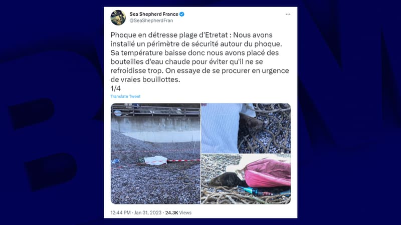 Seine-Maritime: un phoque découvert à Étretat, association et ONG divisées sur sa prise en charge