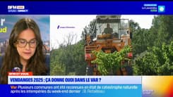 BFM Var et vous: le point sur les vendanges 2025