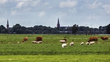 Image d'illustration - le maire veut protéger les bruits produits par les animaux de la campagne, mais aussi les tracteurs ou les cloches des églises