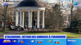 Strasbourg: retour des animaux à l'Orangerie