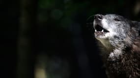 En Isère, les loups gris connaissent depuis dix ans une démographie favorable qui enchante les amis de la nature mais fait peur aux éleveurs