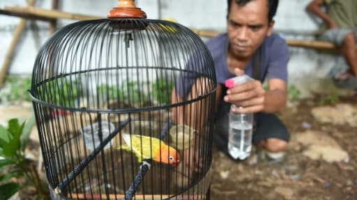 Un homme hydrate un loriquet avant qu'il ne participe à un concours de chant à Jakarta le 7 janvier 2016 Un homme hydrate un loriquet avant qu'il ne participe à un concours de chant à Jakarta le 7 janvier 2016