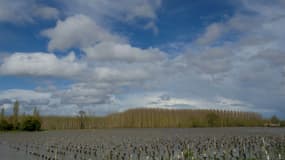 Des vignes submergées lors de la crue de la Vienne