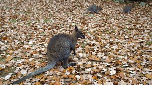 Les marsupiaux sont deux fois plus que les hommes en Australie