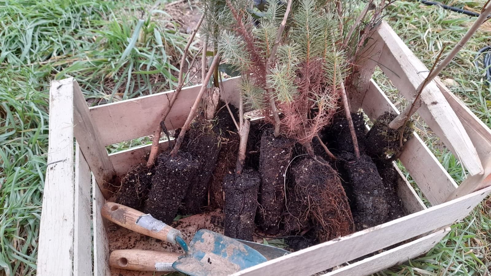 Jeunes plants forestiers avant leur implantation sur le site de la future forêt de Chassieu le 4 février 2025