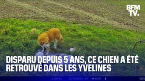 Yvelines: ce chien retrouvé 5 ans après sa disparition