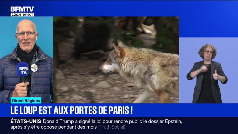  "Il n'y a rien d'étonnant": le département de Seine-et-Marne a confirmé la présence d'un loup