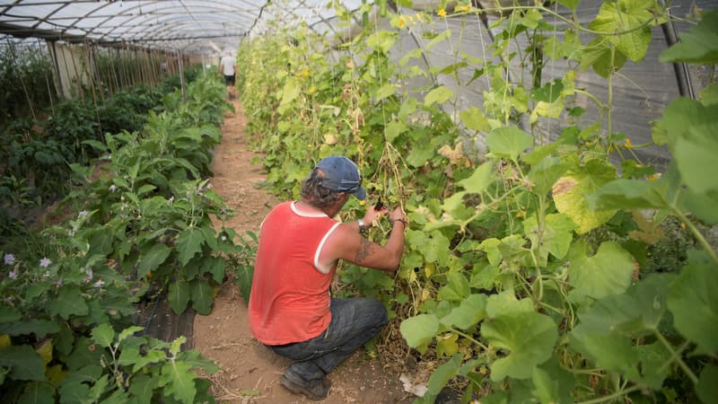 Un agriculteur travaillant dans une ferme du Var (illustration).