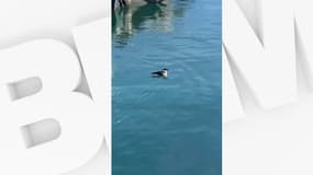 Un pingouin aperçu et filmé à Cassis.