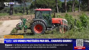 Corse: les vignes protégées par des chauves-souris contre les ravageurs