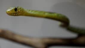 Le mamba vert est très venimeux.