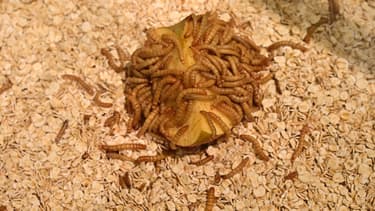 En raison de sa composition riche en protéines et en fibres, "leur consommation ne présente aucun inconvénient sur le plan nutritionnel", disent les experts